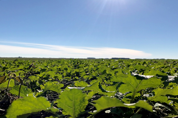 Carinata-field-in-UY-June2017-600x400px.jpg