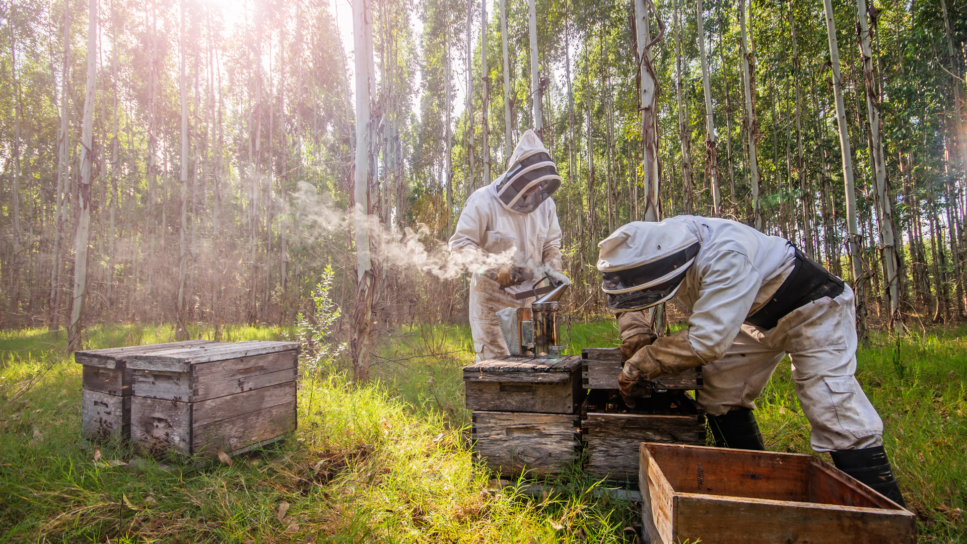 beekeeping-producers.jpg
